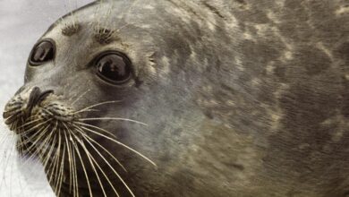 Зоозащитники сообщили о критическом состоянии популяции каспийского тюленя