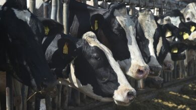 Нейросеть продлит срок жизни коров и увеличит надои молока