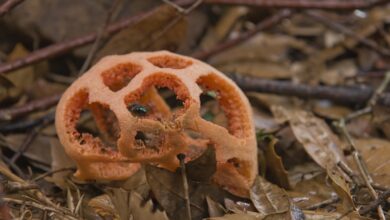 Биолог опроверг заявления о ядовитости гриба, который может разрастись в Сочи