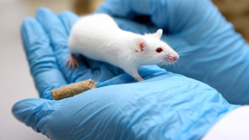 Код и мышки: в РФ создали ИИ для анализа поведения лабораторных животных