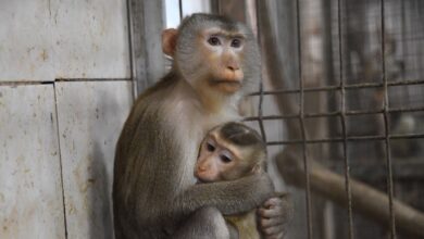 Тараканьи бега и обезьяньи ужимки: моду на эксплуатацию животных прививают детям