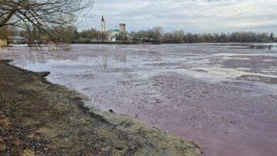 Зов «бургундской крови»: ученые нашли причины розового льда в Косино