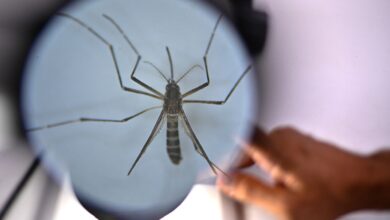 Попова заявила об обнаружении в РФ переносимых комарами 47 новых вирусов