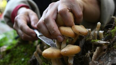 Эксперт дал советы по безопасному сбору грибов