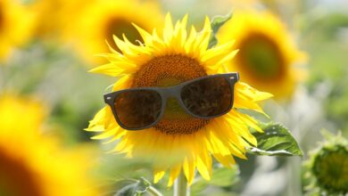 Офтальмолог дал советы по выбору солнцезащитных очков